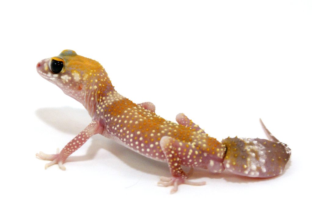 Golden Gate Geckos
