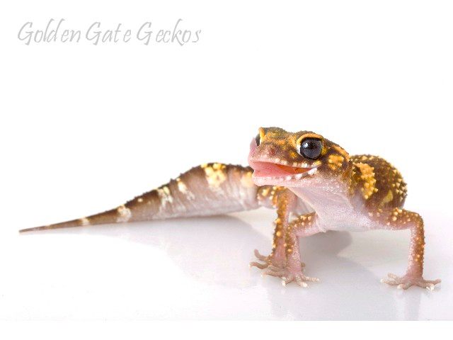 Golden Gate Geckos