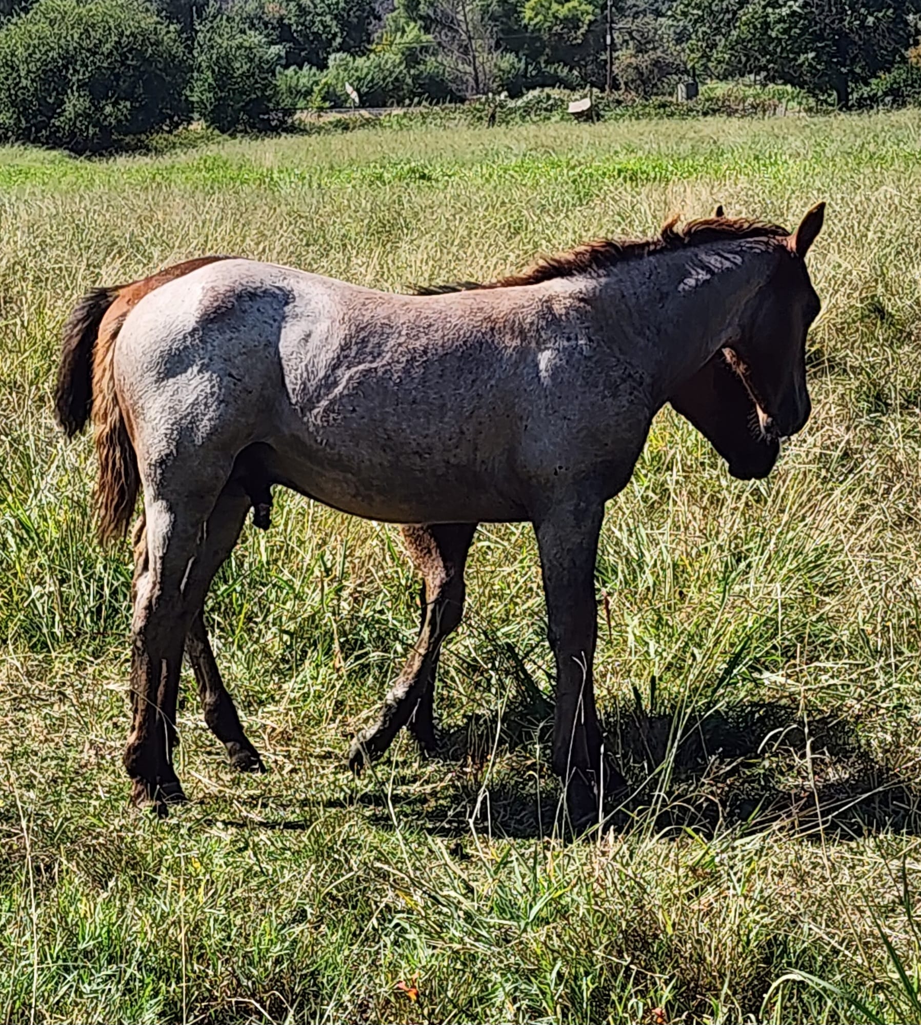 Rafter Diamond Y Equine & Livestock | Cottonwood CA