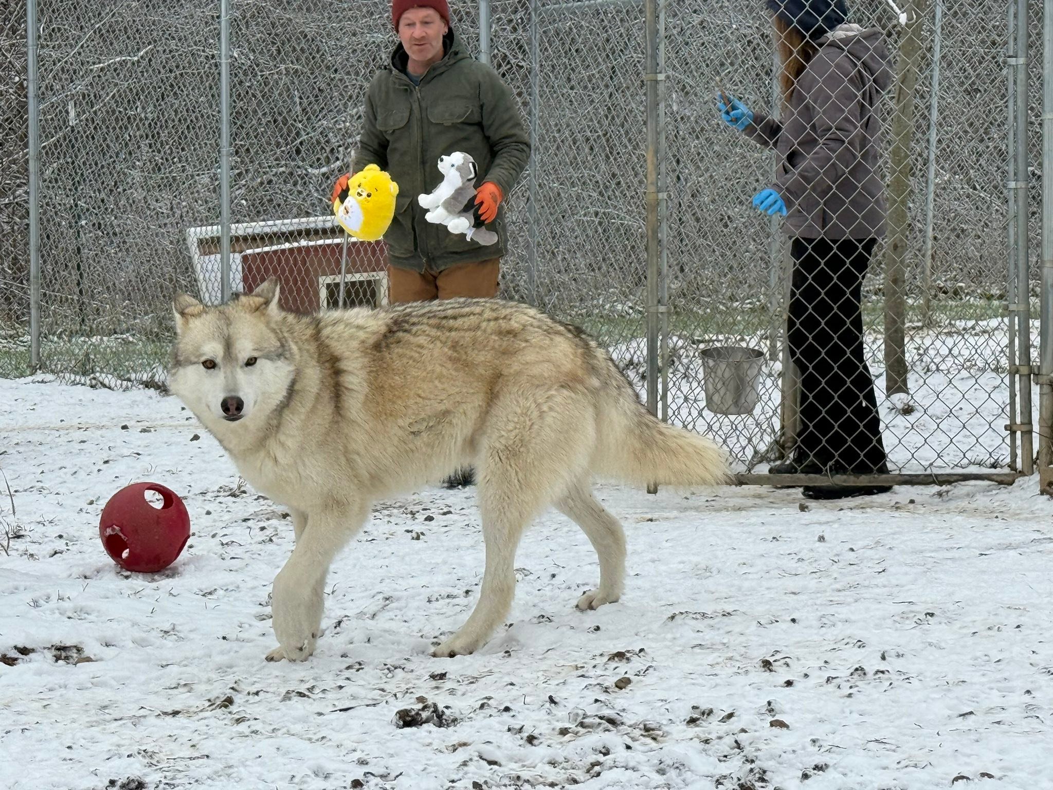 Red... - Red Riding Hood Rescue Project - a wolfdog rescue