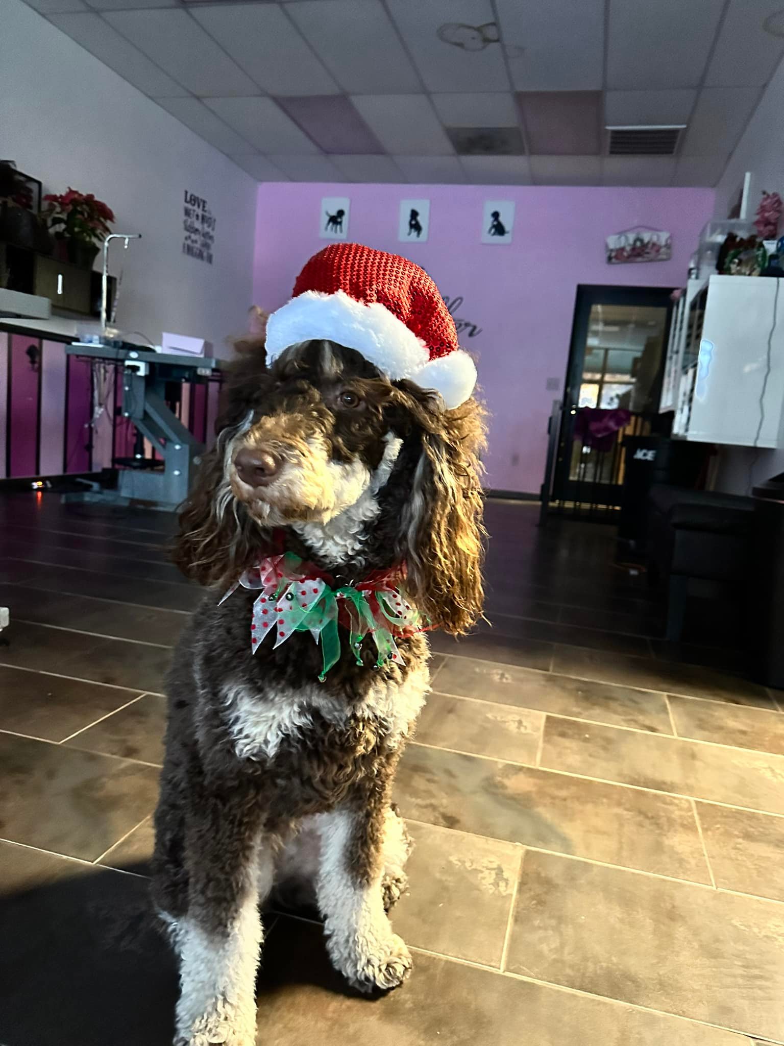 Posh Paws Pet Salon | Modesto CA