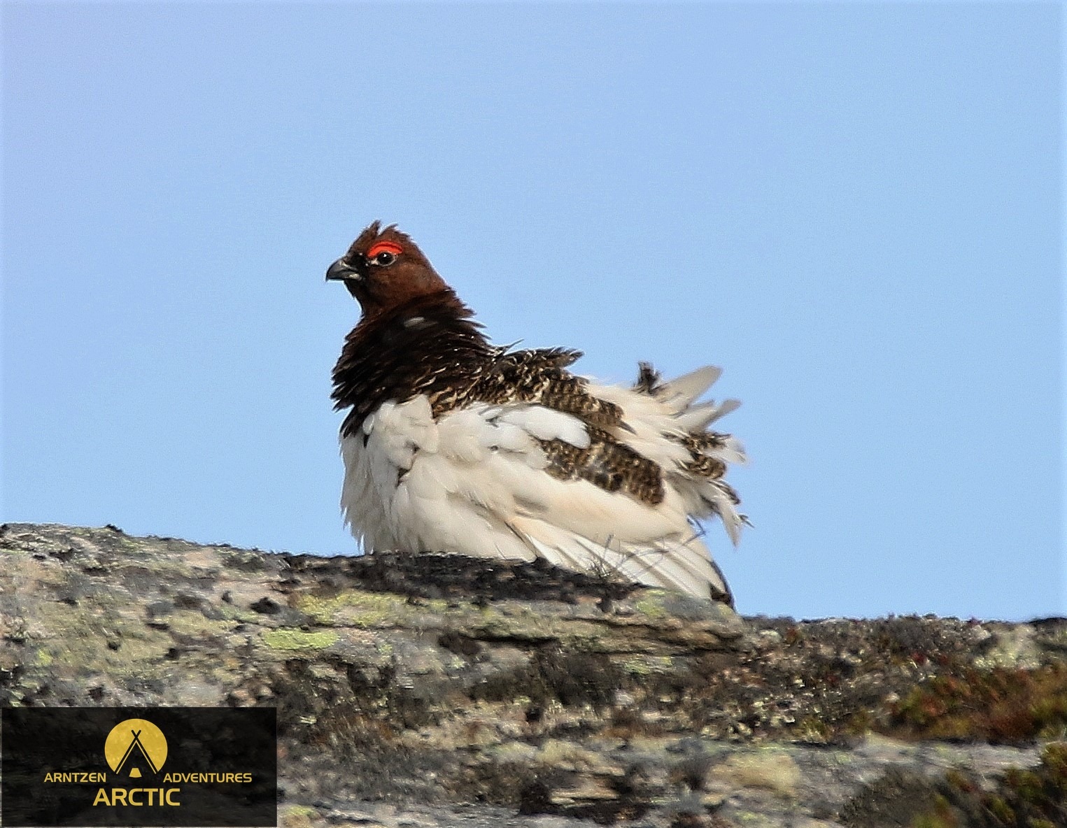 HG 38 Famous Grouse 22-02-2020 Hirtshals