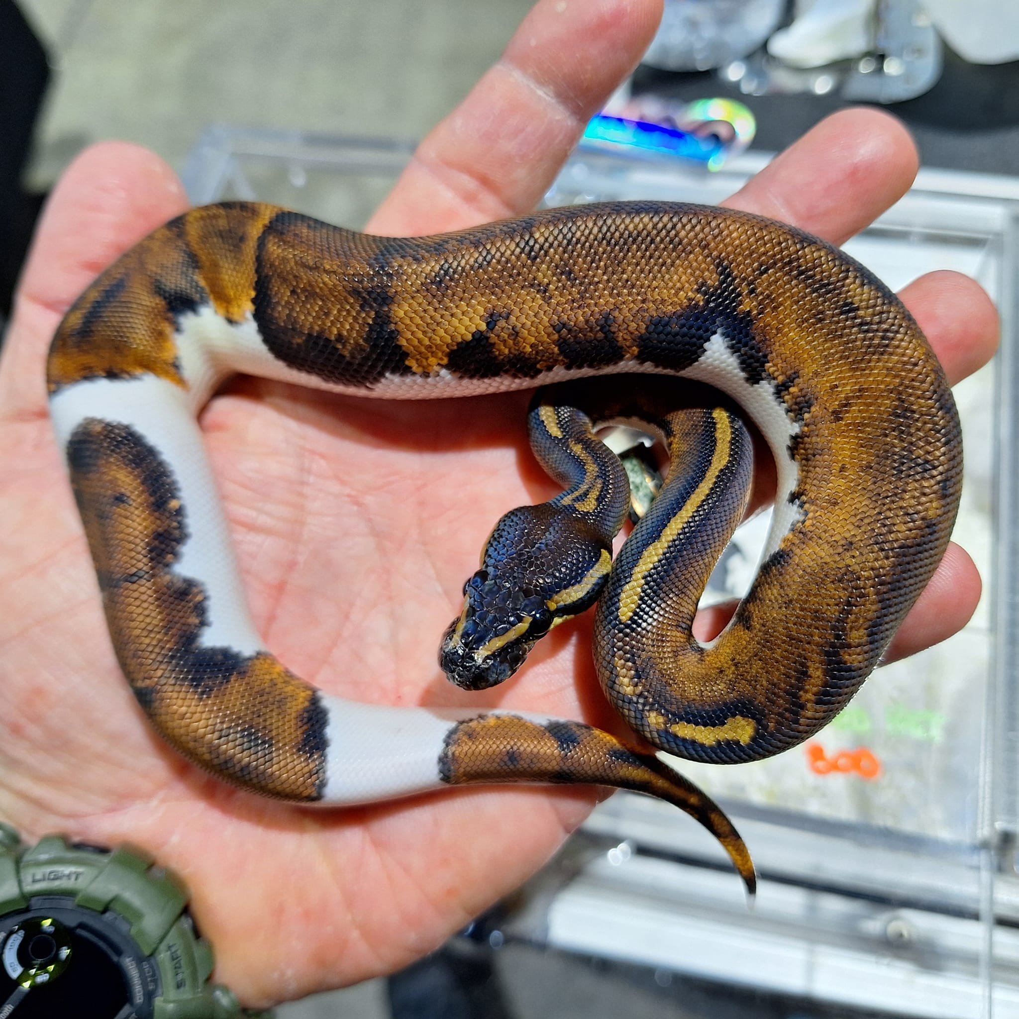 Madd Ball Pythons