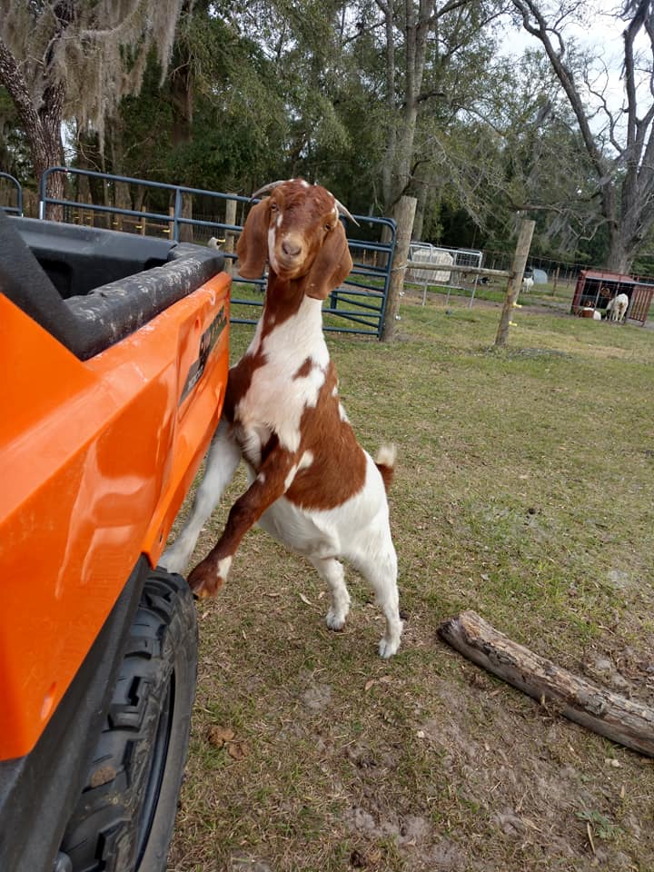 Sandy Ridge Farm | Waynesville GA