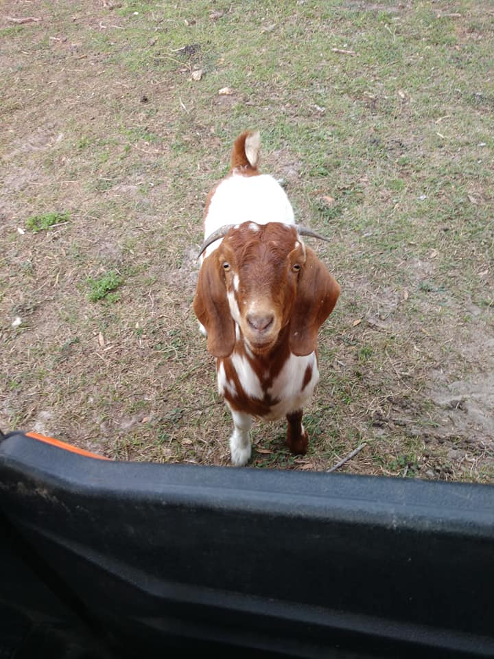 Sandy Ridge Farm | Waynesville GA