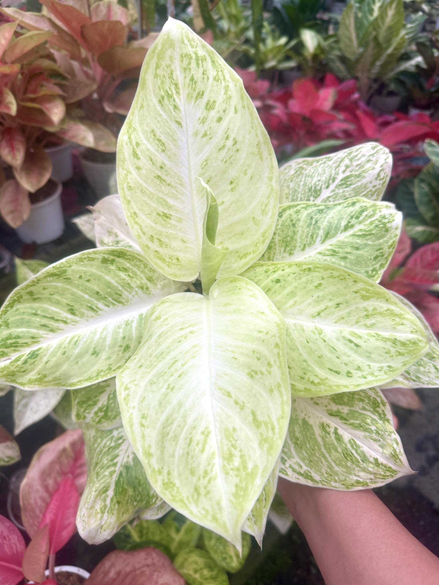 Very lush Aglaonema Sky Velvet #aglaonema #juanitosgarden