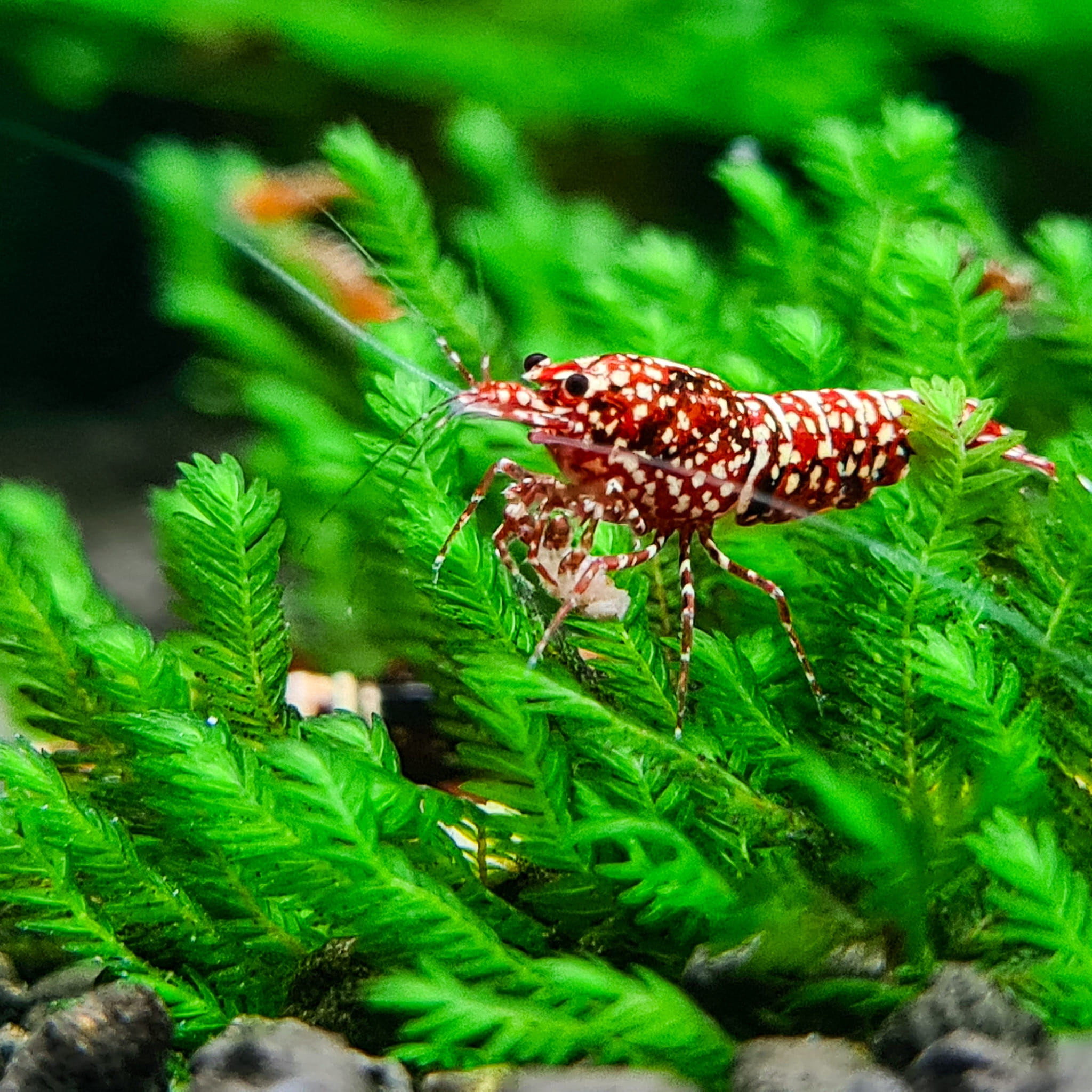 Picture Idea: Shrimpkeeping Caridina Bonsai Neocaridina Moss Plantedtank