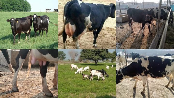 Rasheed Wahla Dairy Farm
