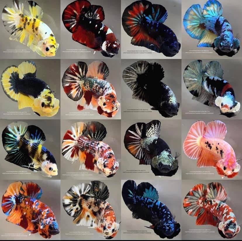 Nemo- Barongsai HMPK Betta pair.... | Divine Bettas