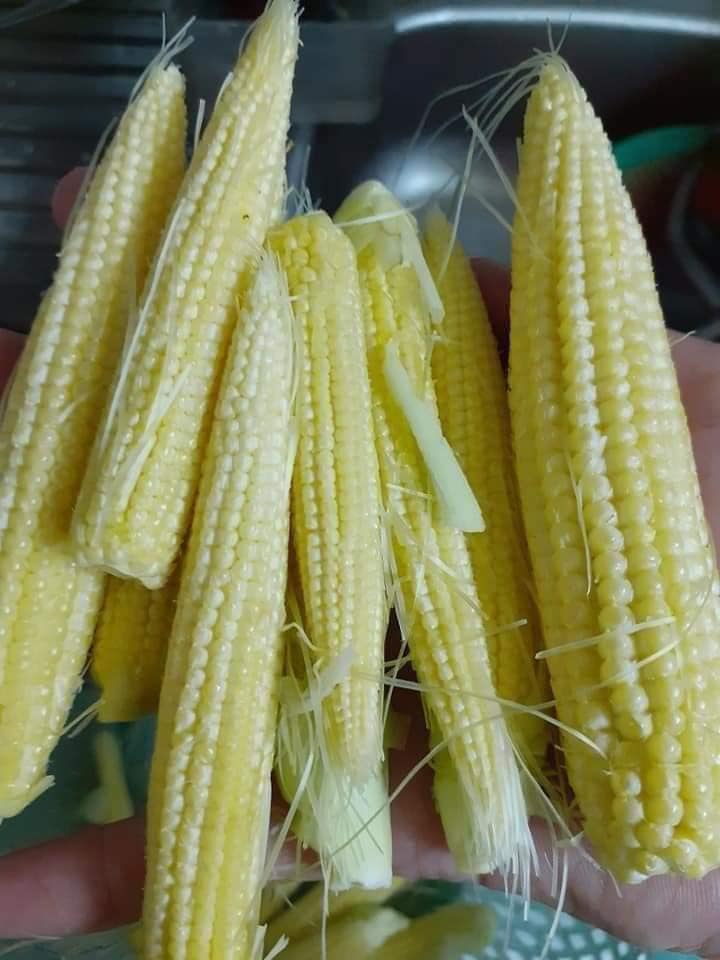 Rao Vặt Phan Rang | 🌽 vườn báo bẽ bắp lại ạ | Facebook