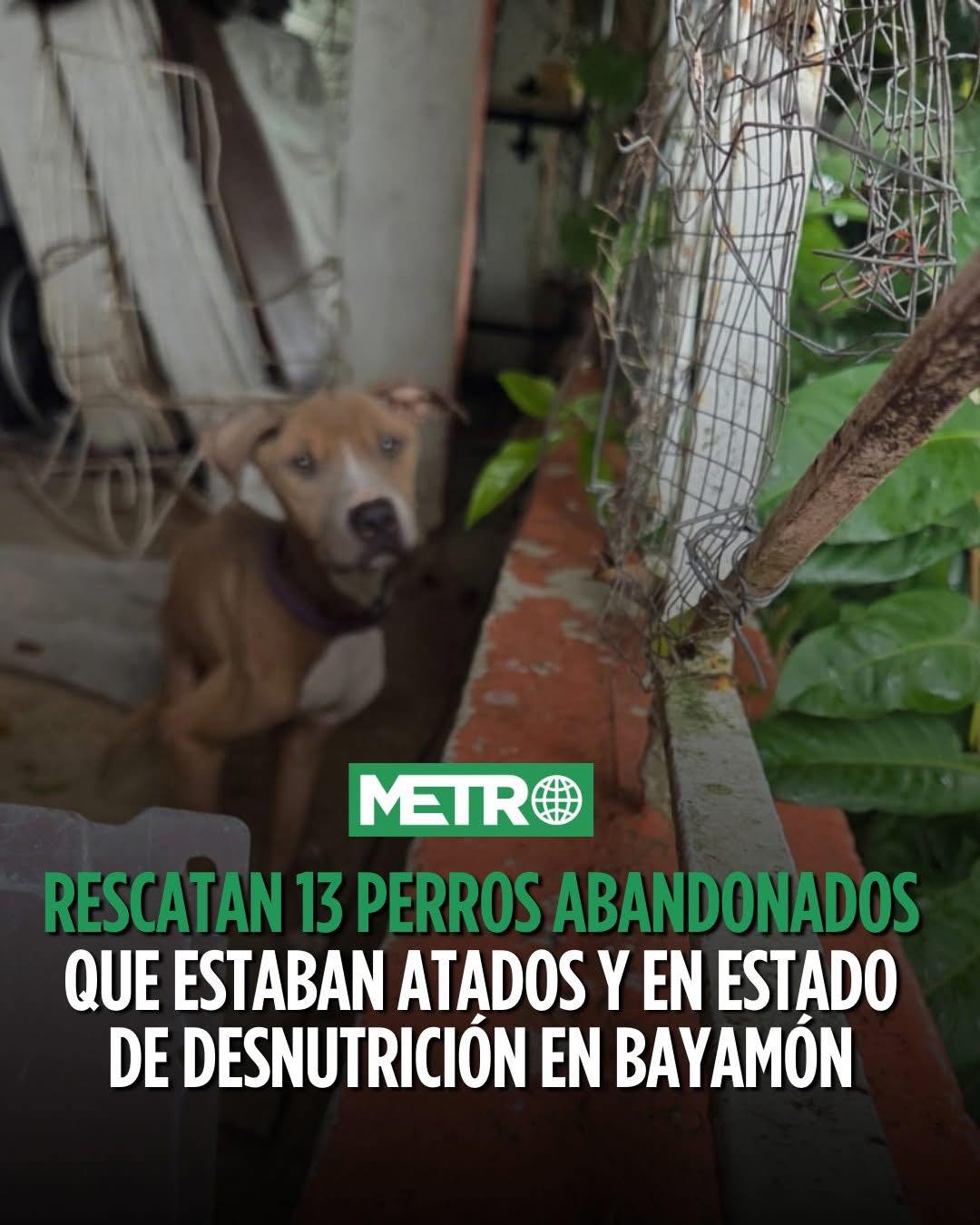 Howling for Rescue Inc. | Ponce