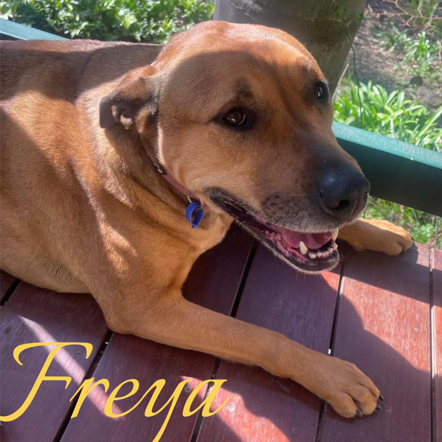 Rhodesian Ridgeback... - Rhodesian Ridgeback Rescue Australia