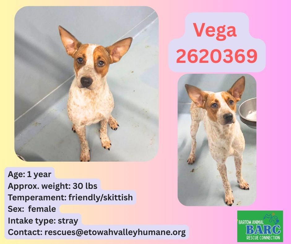 Bartow - OUT & SAFE with Poor Paws Rescue Vega is a little shy but ...