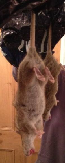 BBC Radio 2 - Jeremy looks at the rise of the GIANT MUTANT RATS that ...