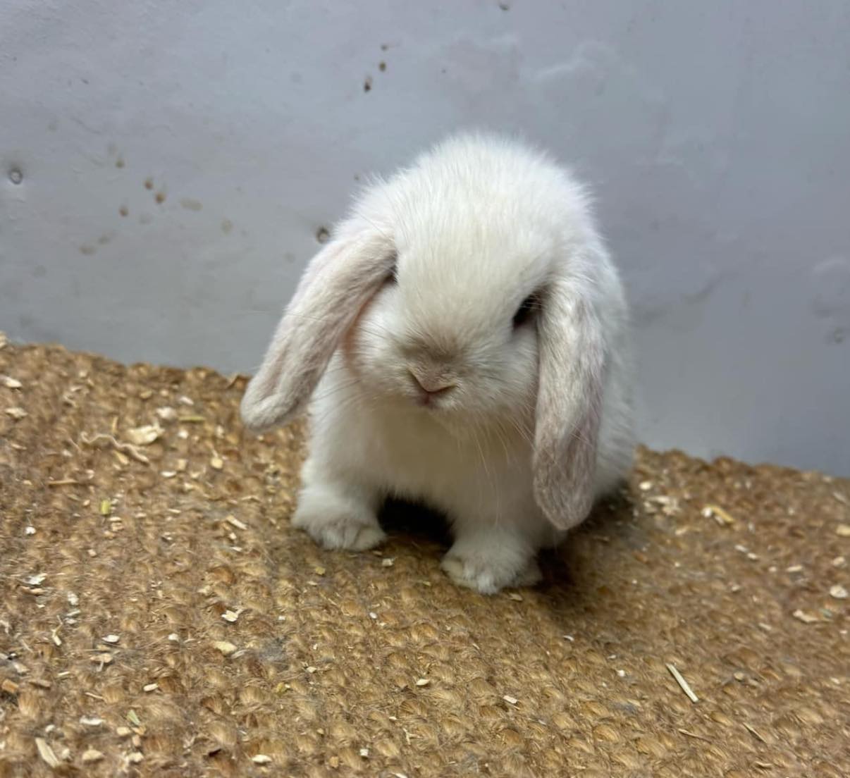 Waverley Rabbitry