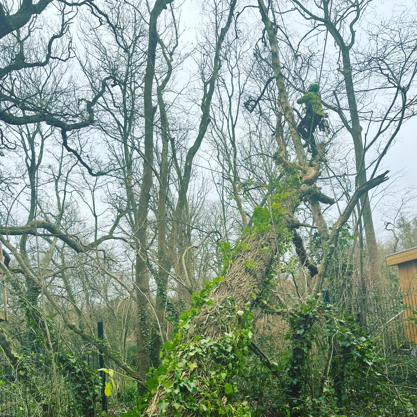 TDG - The team were recently tasked with dismantling a windblown Oak ...