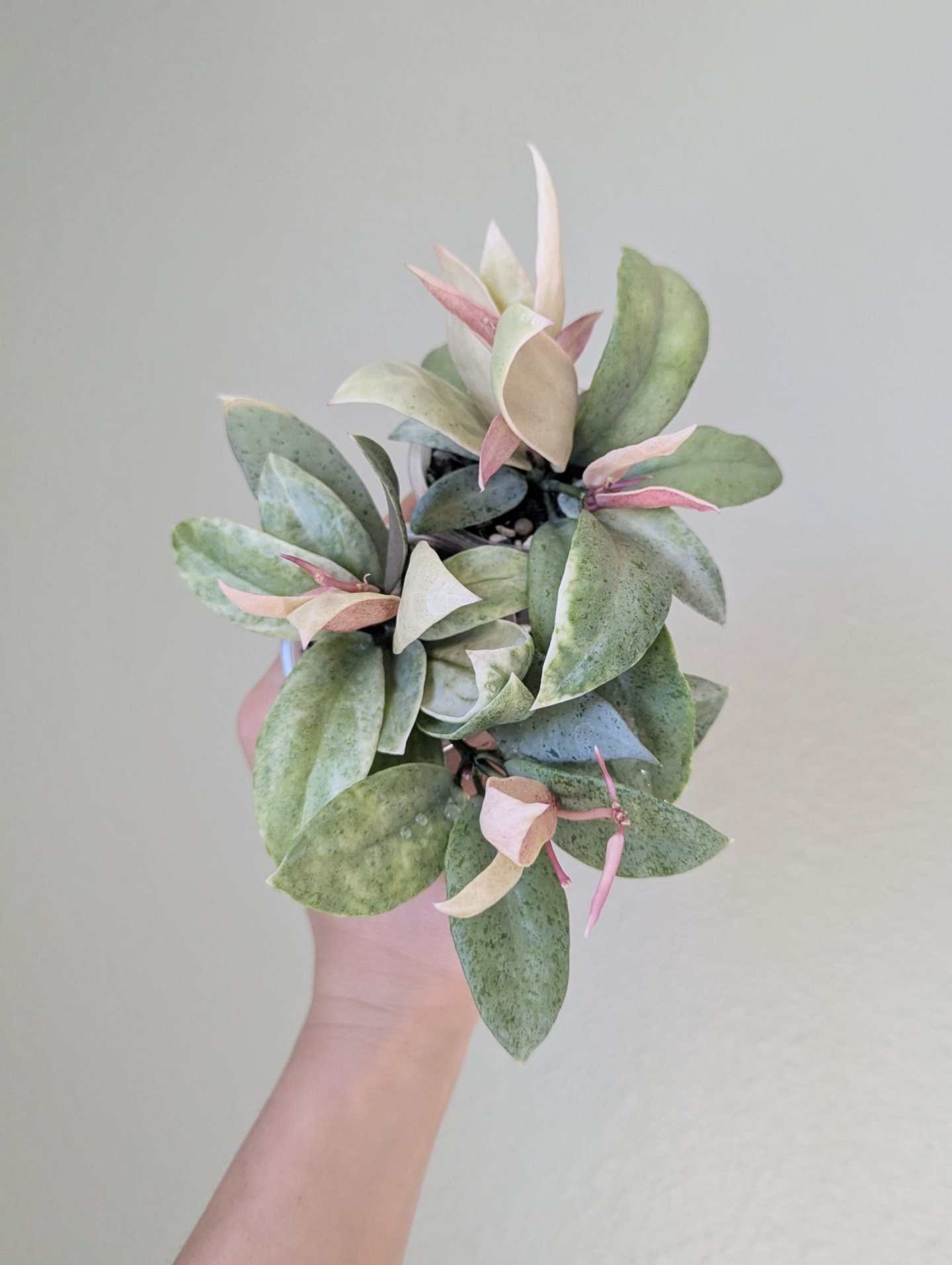 Hoya Lacunosa Winter Pandora, another fairy looking plant that I