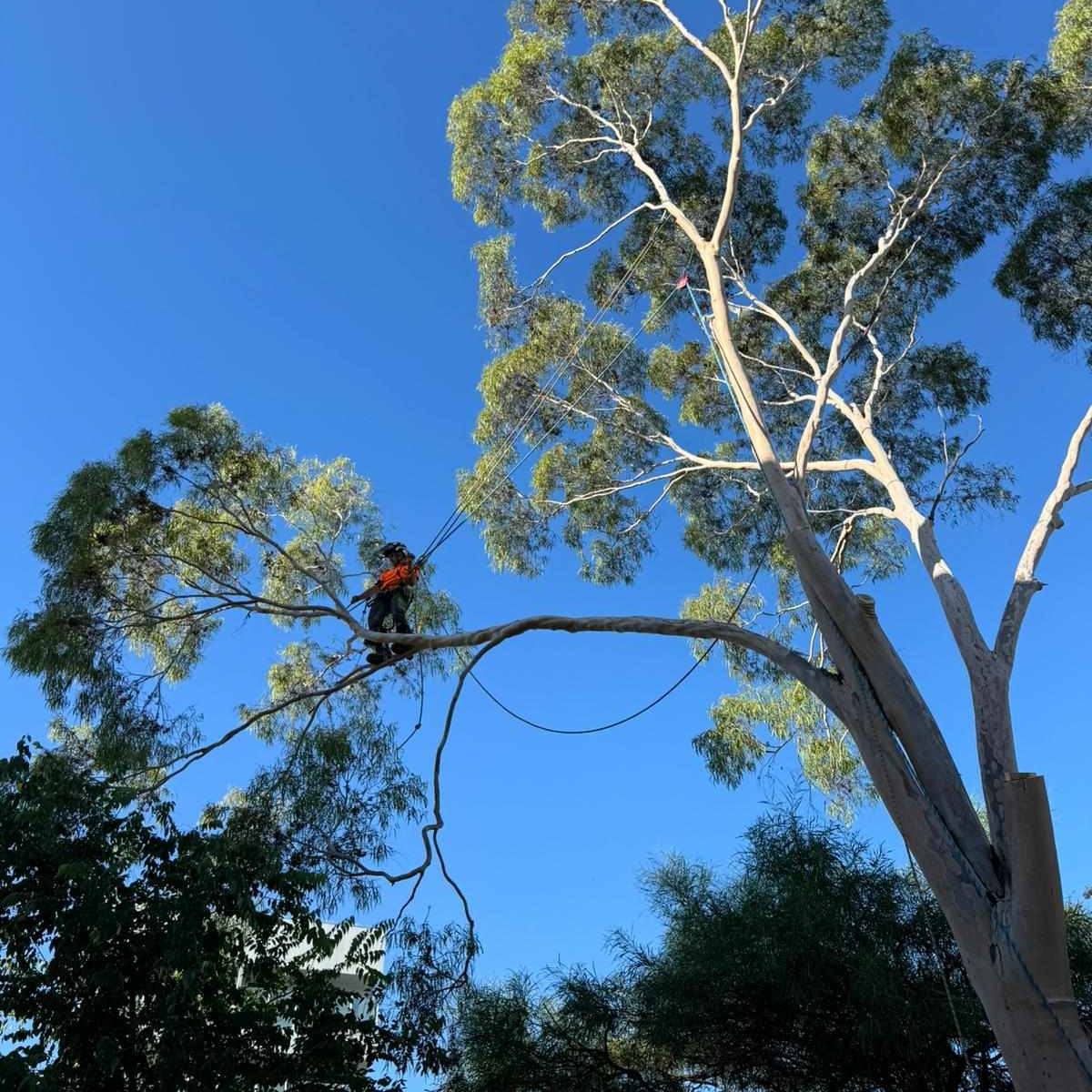 A Plus Tree and Land Management