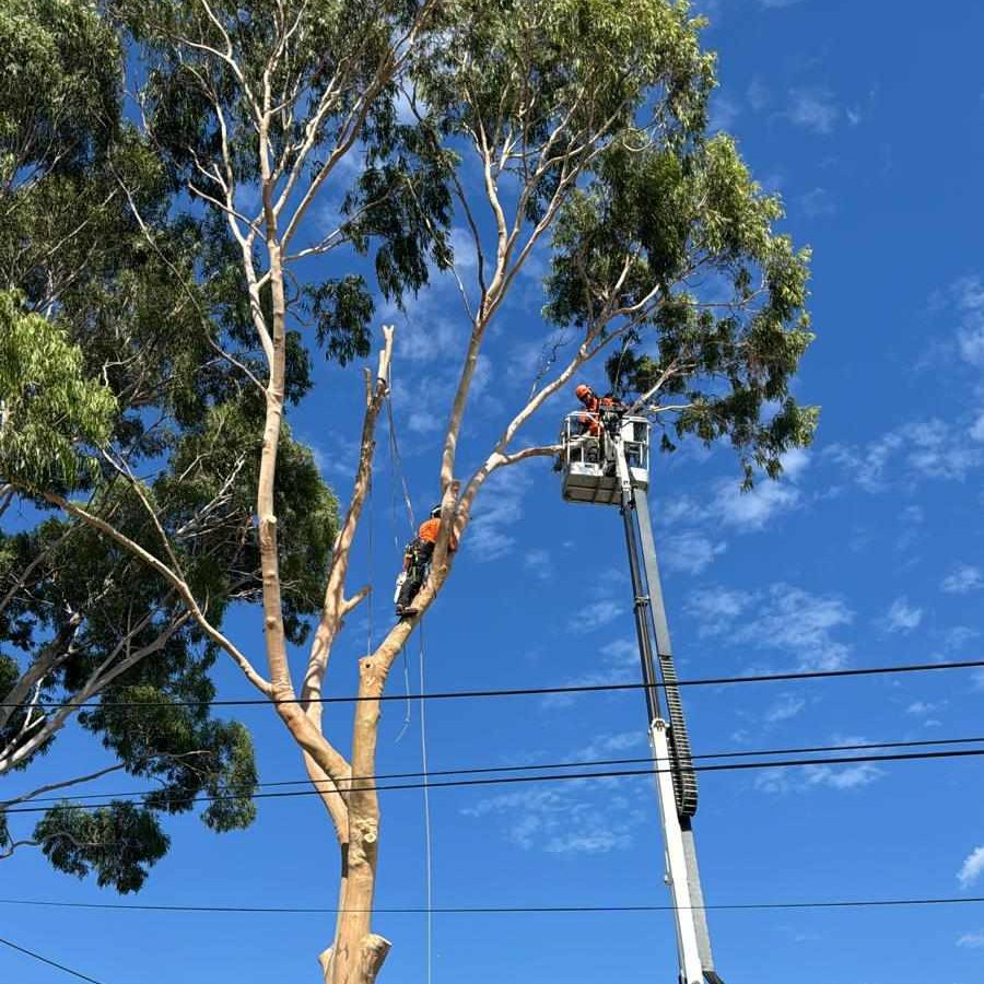 A Plus Tree and Land Management