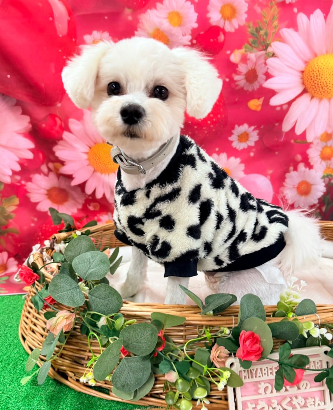 本日のお客様わんこ🍓 トロロちゃん スモモちゃん 大福くん お越し頂き