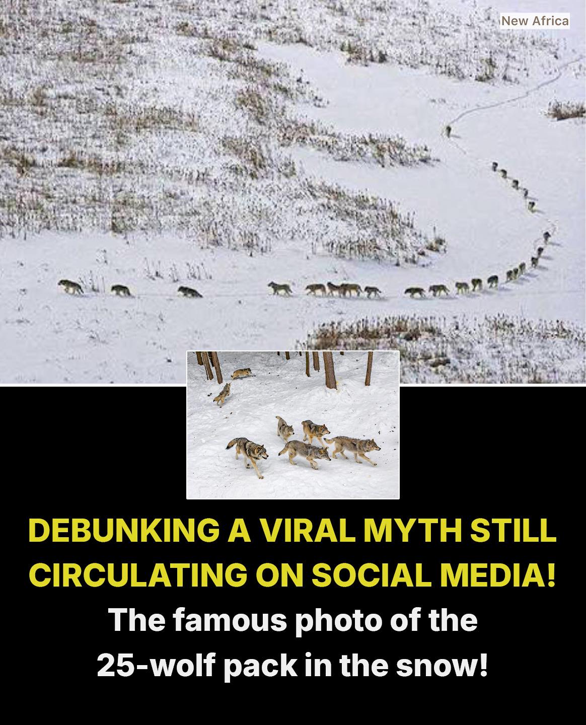 New Africa - The viral text says: old/sick wolves in... | Facebook