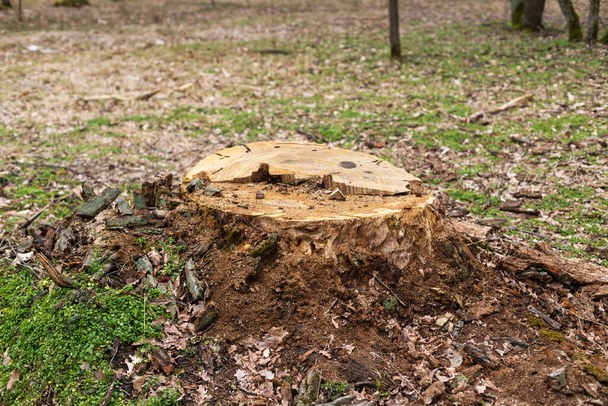 Blue Ox Tree Service