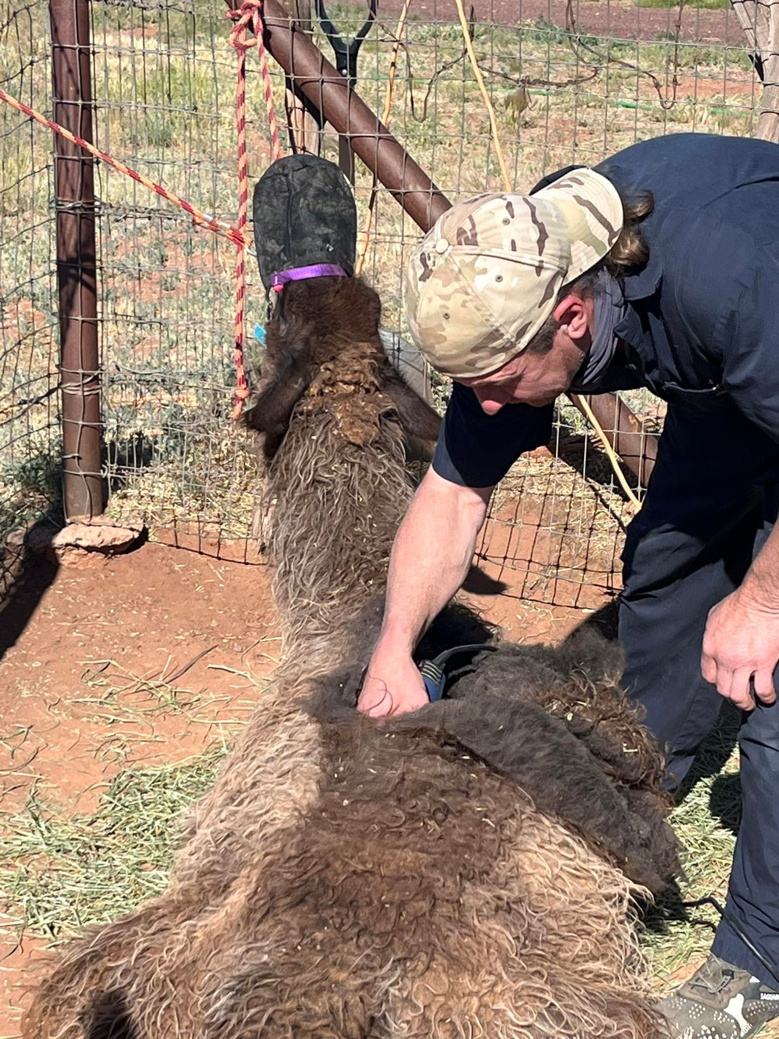 Arizona Llama Rescue - The cria's sister checks out the new family ...