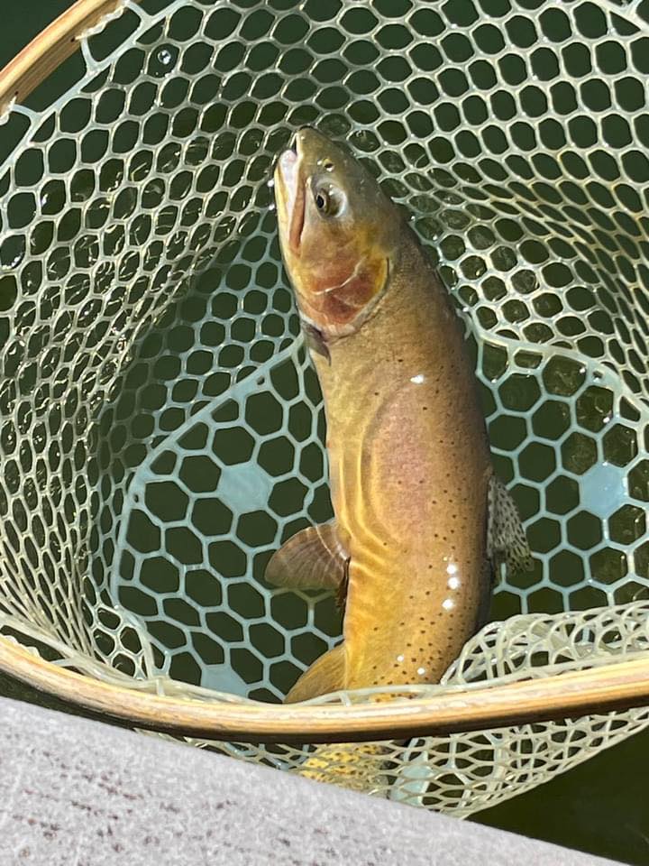 Montana Hunting... - Montana Hunting Fishing Adventures