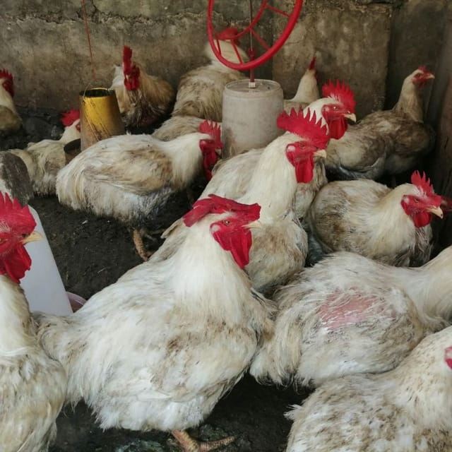 Order your fresh chicken directly from Evergreenkennel&Farms. We raise ...