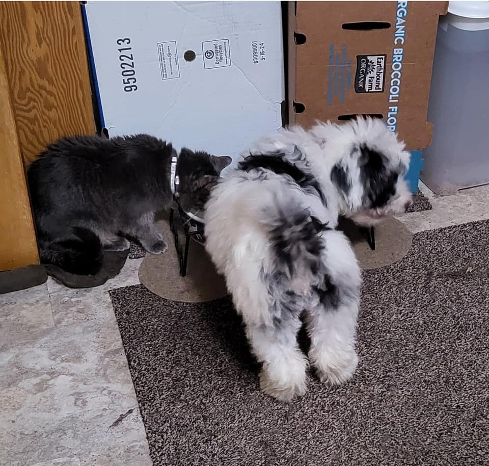 Meet Violet! Violet aka Lottie is a... - Paws First Rescue | Facebook