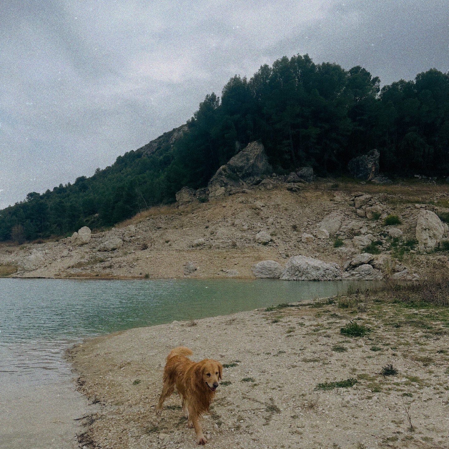 Shelu Abapo | Alicante