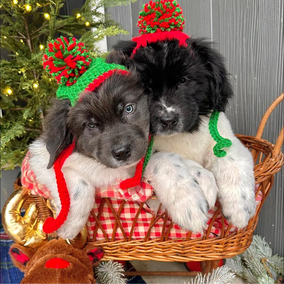 Our fawn & white big boy! 🩵 Sweet as pie! #puppylove #sheepadoodle # ...