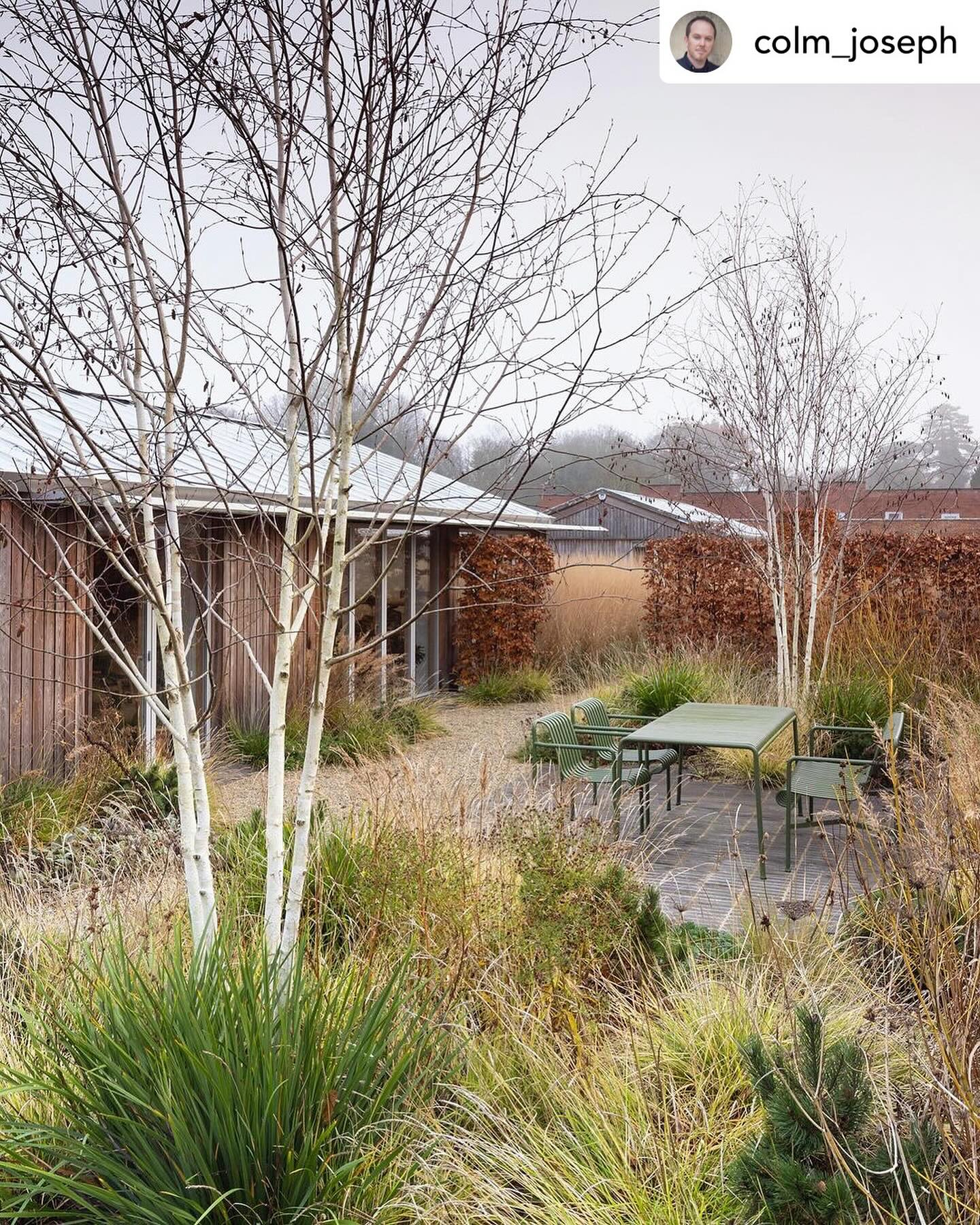 Shoot Gardening - Winter interest. Beech hedging and birch...