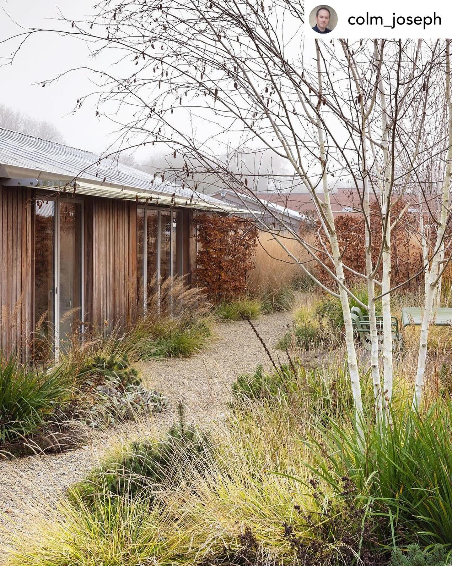 Shoot Gardening - Winter interest. Beech hedging and birch...