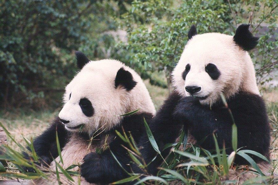 Giant pandas arrive at Zoo Atlanta from China aboard FedEx Panda