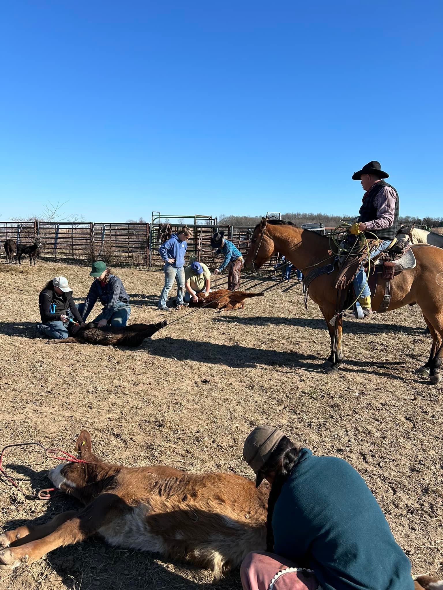 Smiling Bovine Ranch, llc