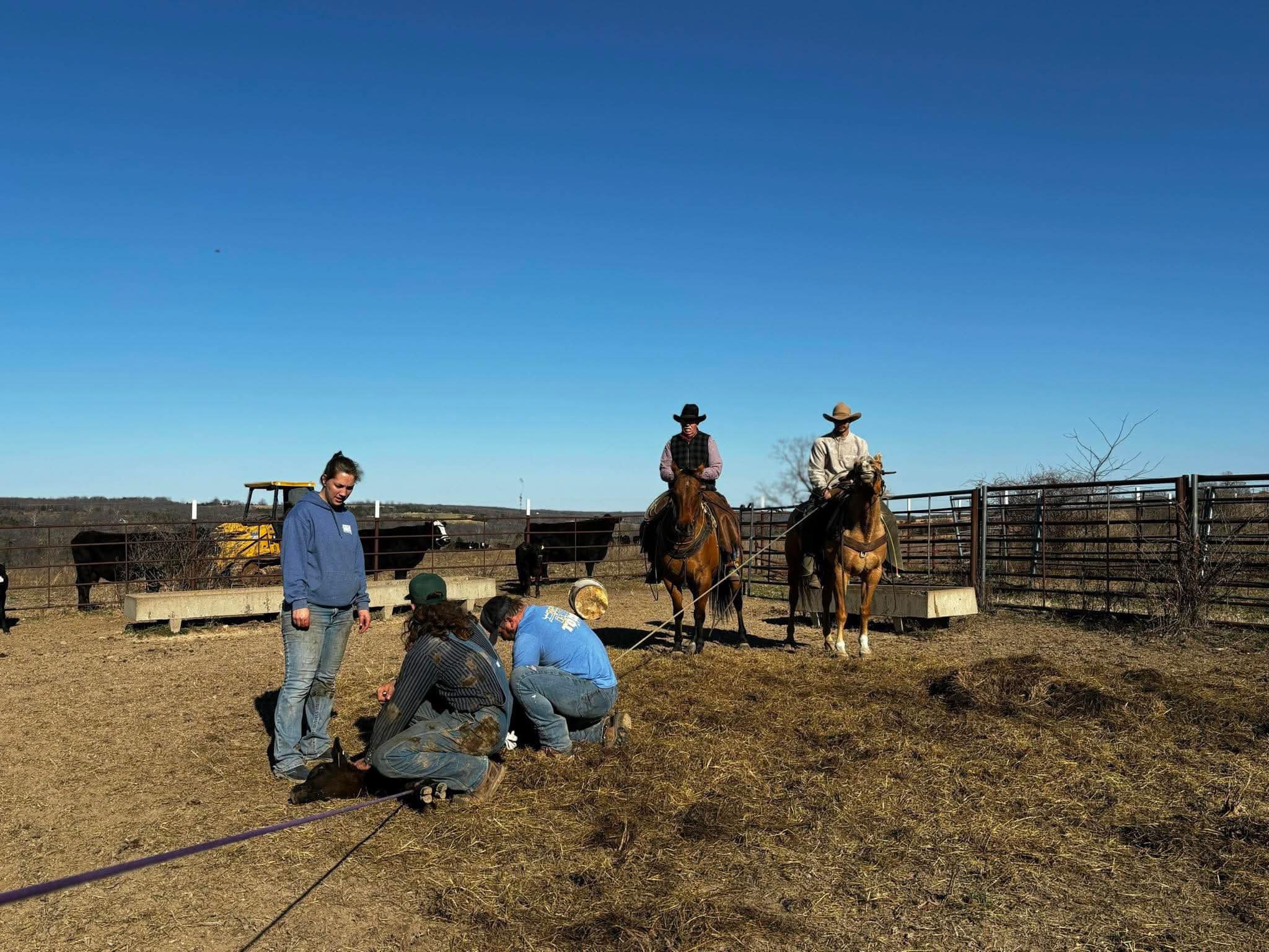 Smiling Bovine Ranch, llc