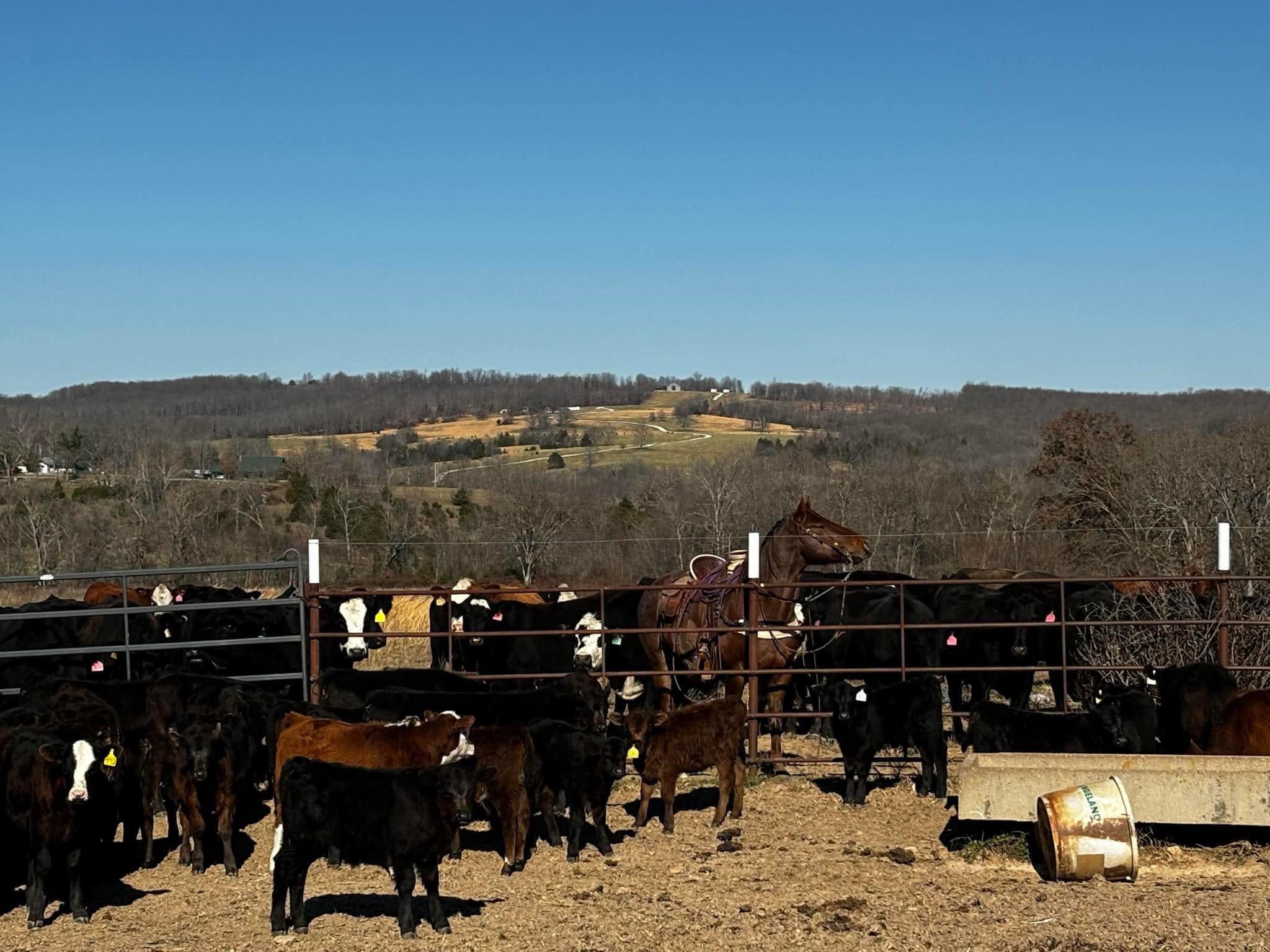 Smiling Bovine Ranch, llc