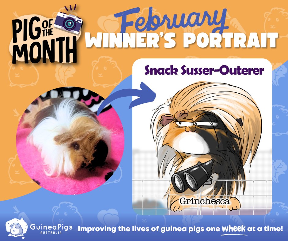 🐹 PIG OF THE MONTH - FEBRUARY 🐹 🎨... - Guinea Pigs Australia