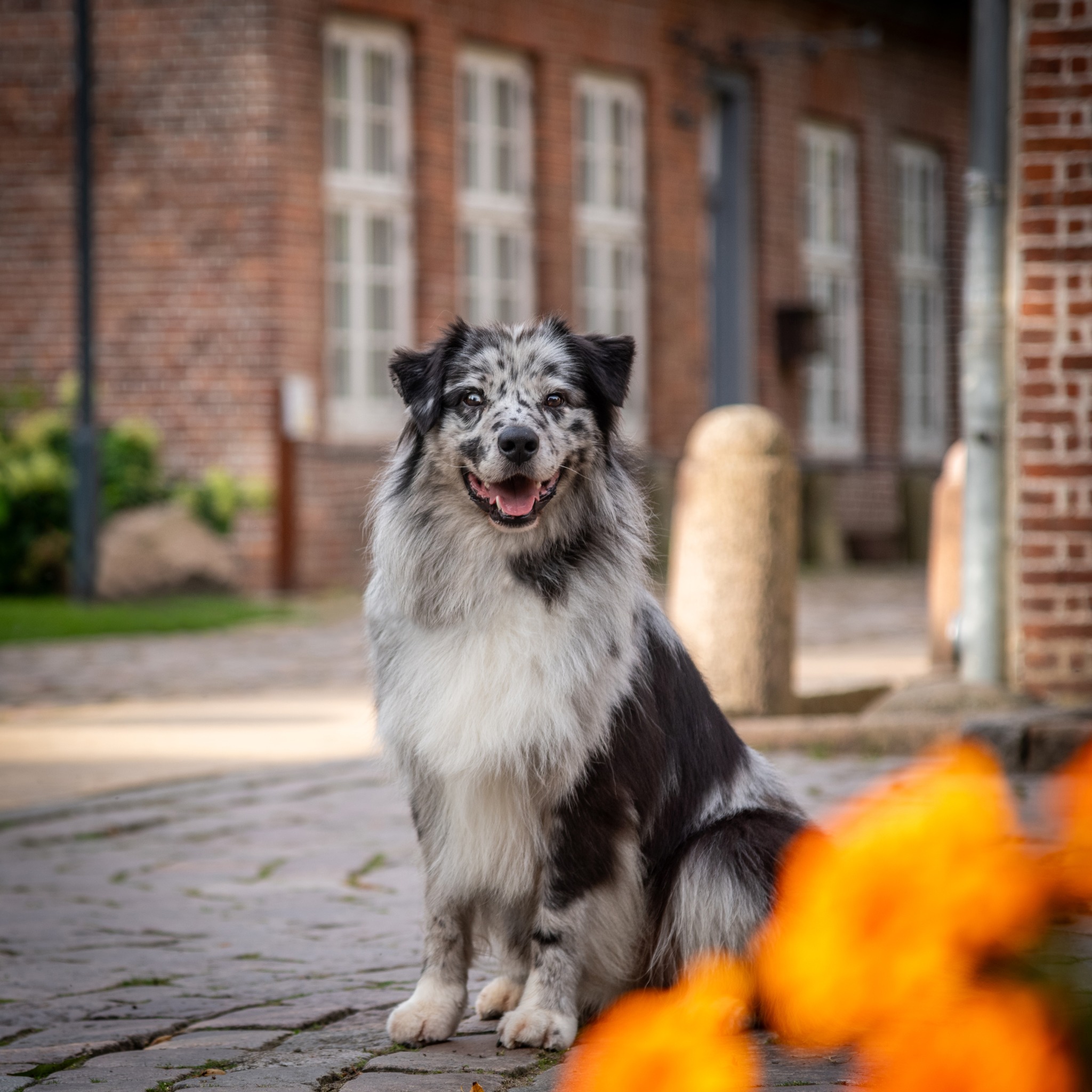 Moon Rise Australian Shepherds | Reher