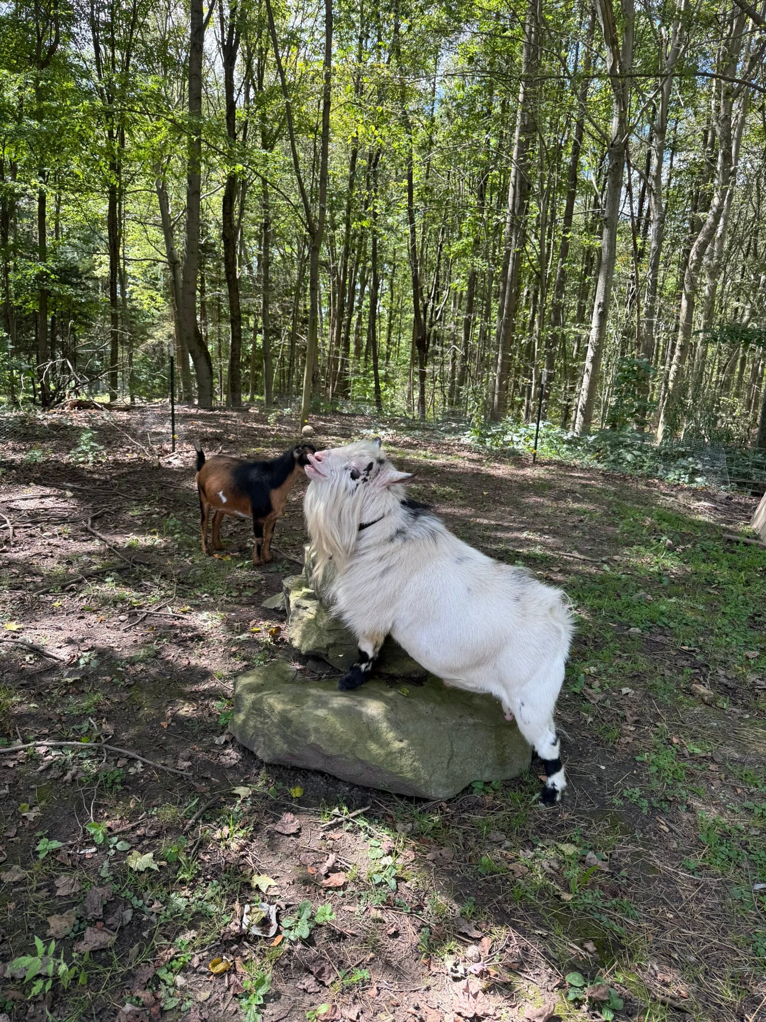 🐐 Baby Goat Countdown Begins! 🐐 Well…... - Allegheny Nesting | Facebook