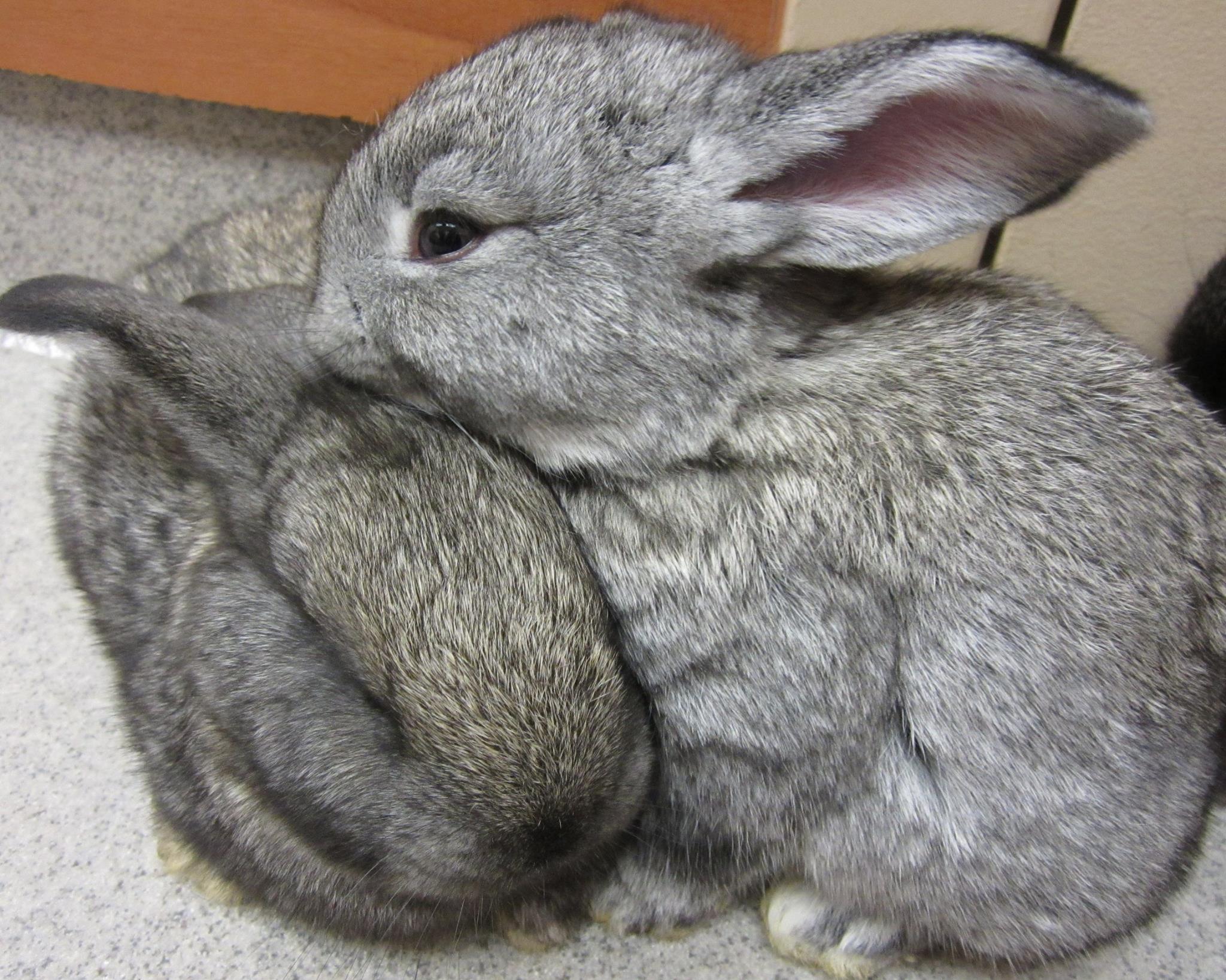 We recently took in a mom and 3... - Friends of Rabbits | Facebook