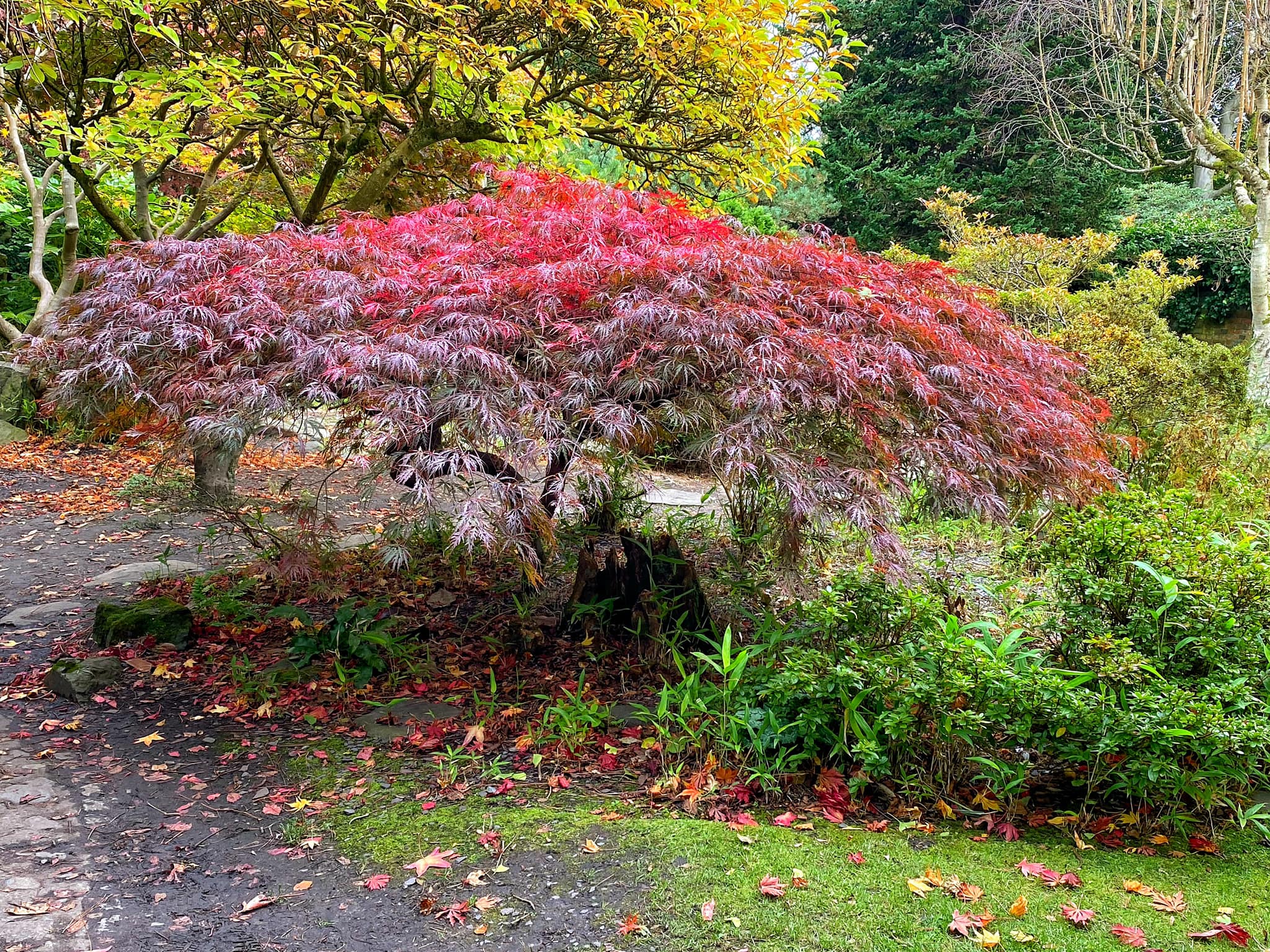 Japanese maple trees,GOlden gate park