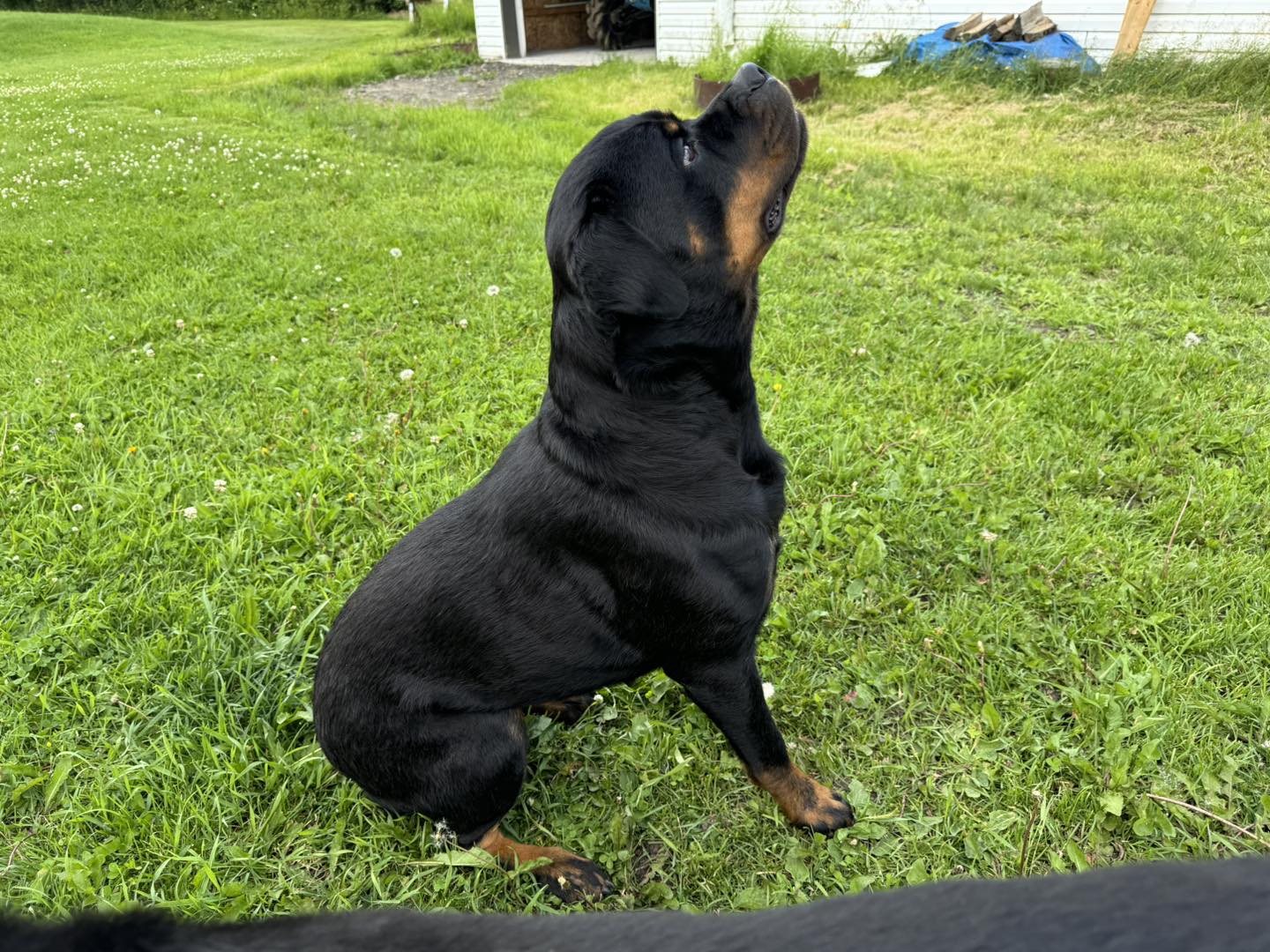 Rottweilers of Central... - Rottweilers of Central Canada