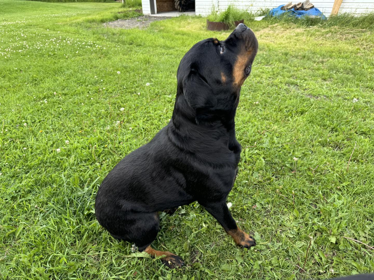 Rottweilers of Central... - Rottweilers of Central Canada