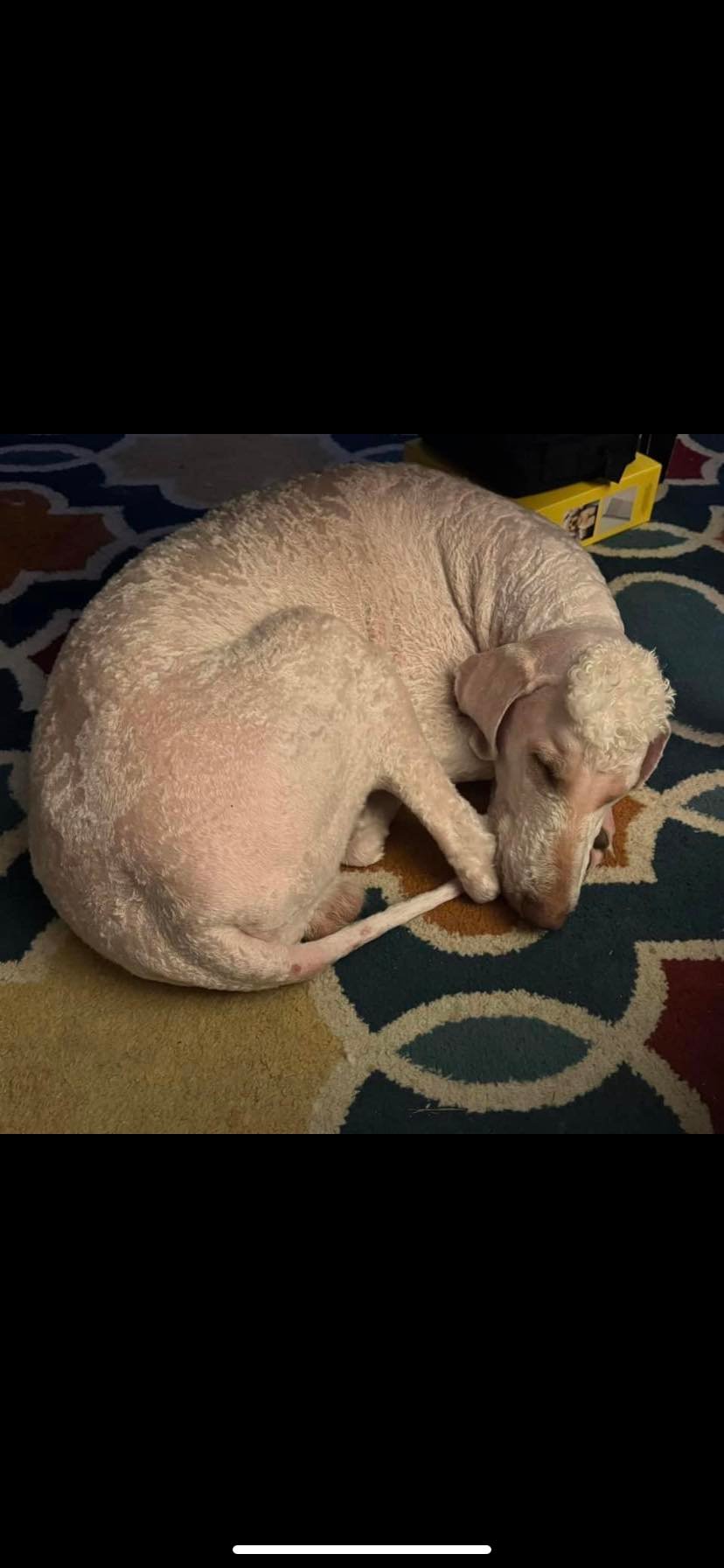 MS Gulf Coast Lost and Found Animals - REUNITED! MISSING IN BILOXI ...