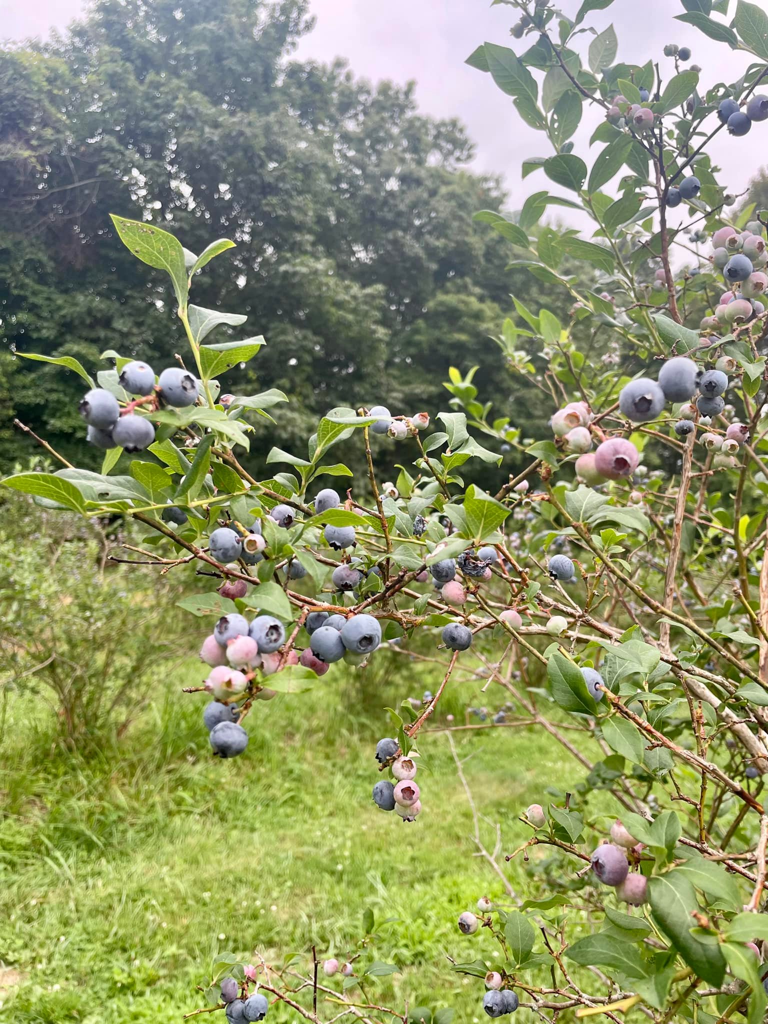 Blueberry Ridge Farm | Fairmont WV