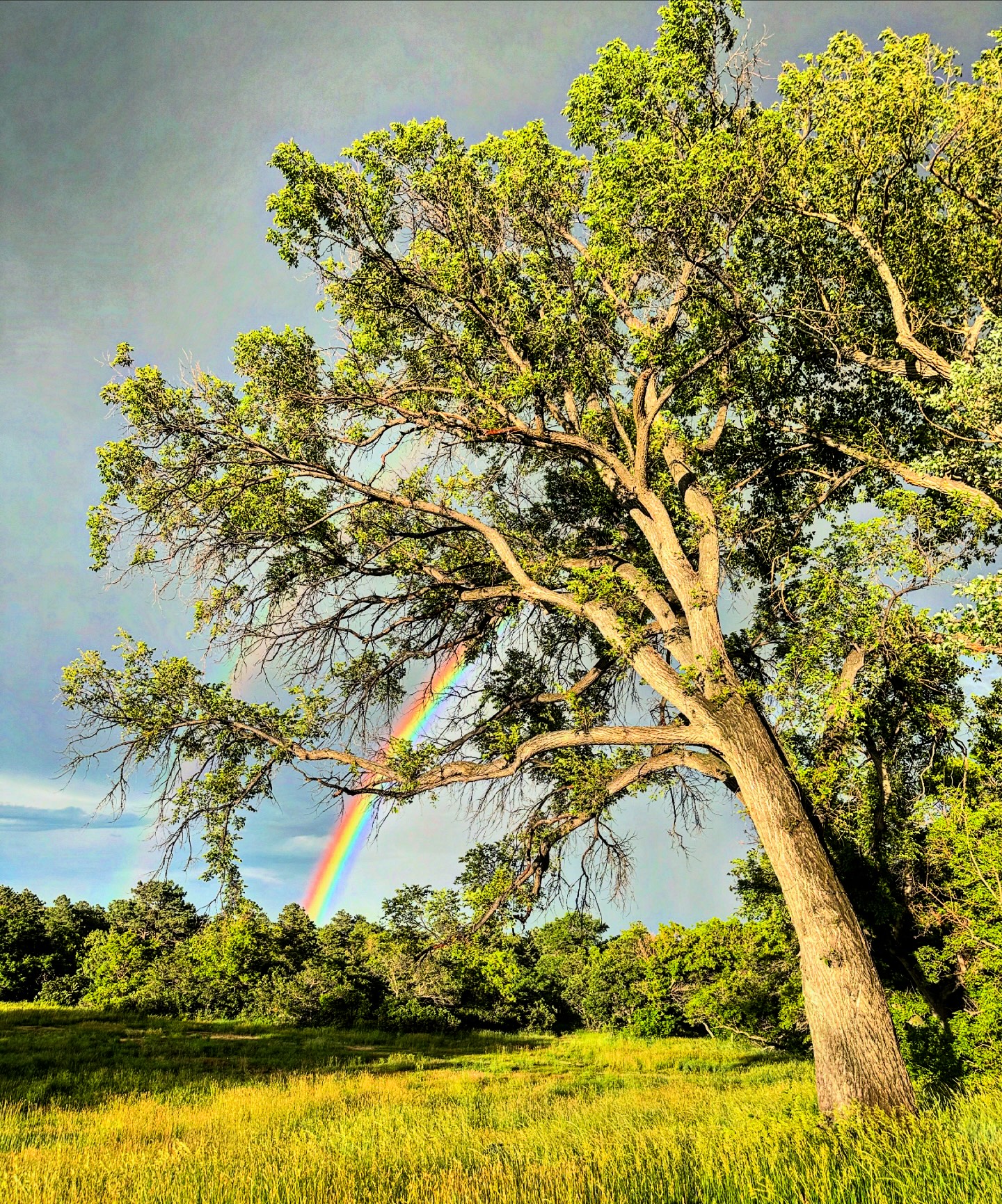 Hummingbird Ranch | Rye CO