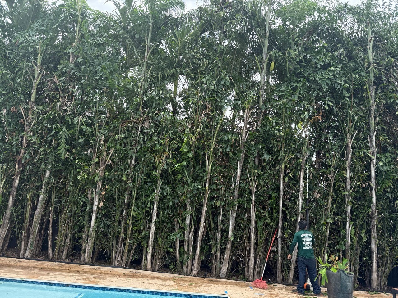 Bayamito & Son’s Tree Trimming & Stump Removal | Miami FL