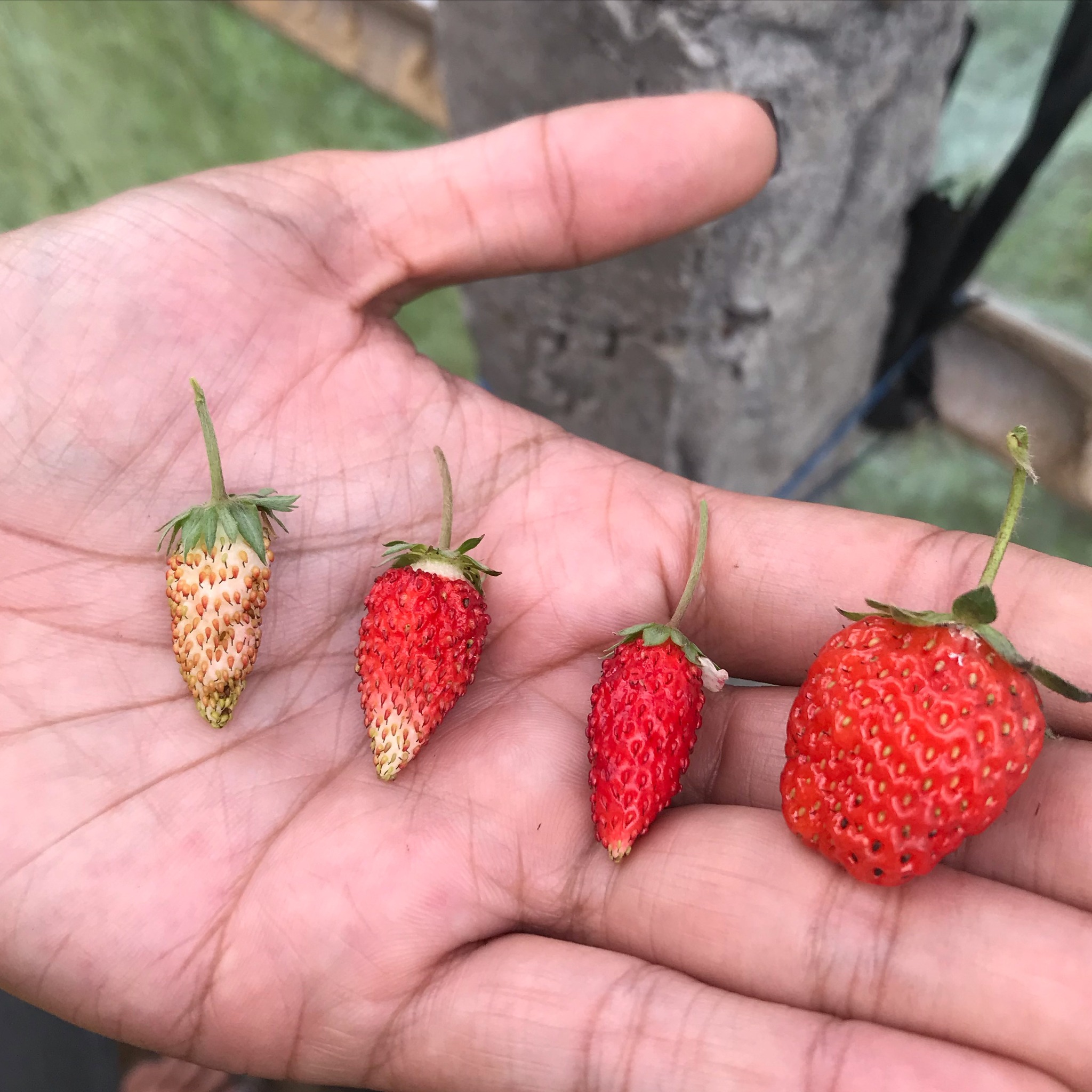 🍓 Wild Strawberry x Modern Strawberry 🍓 🌿 Did you know the wild